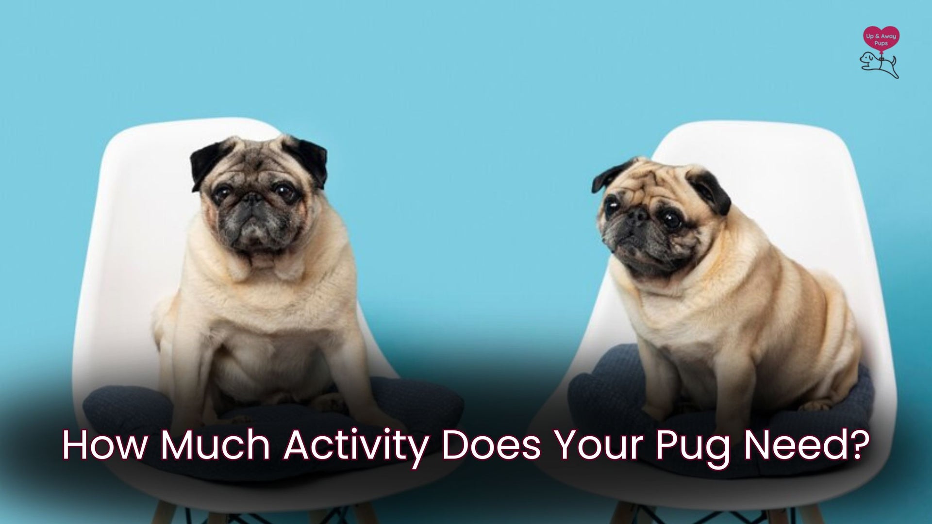 how much activity does your pug need