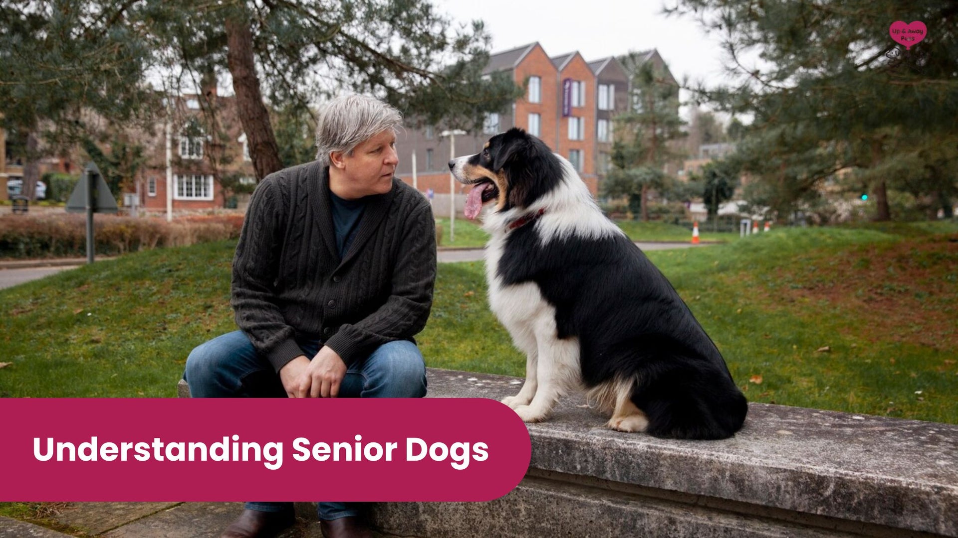 understanding senior dogs