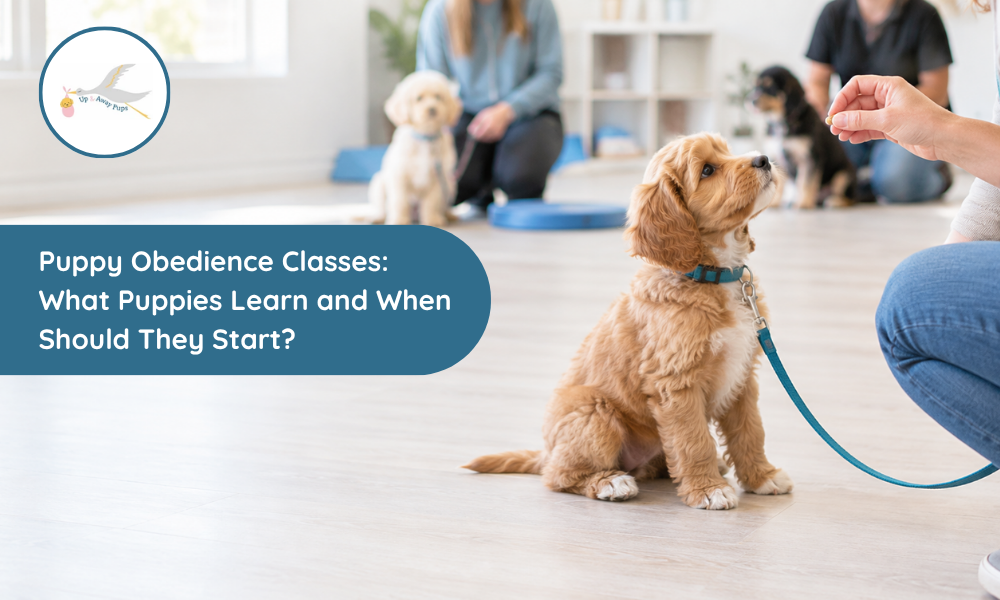 Puppy Obedience Classes: What Puppies Learn and When Should They Start?