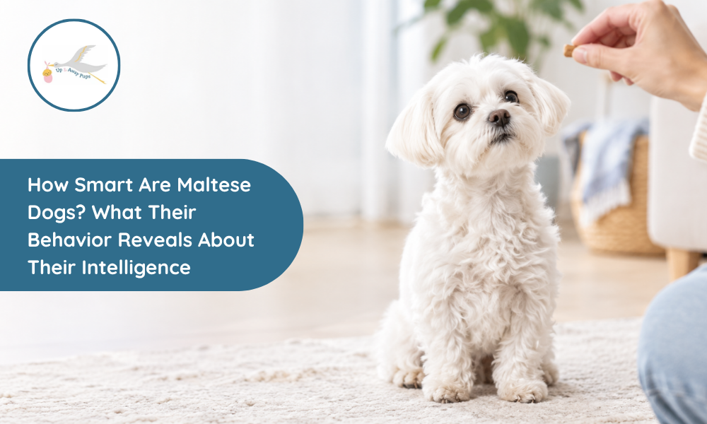 How Smart Are Maltese Dogs? What Their Behavior Reveals About Their Intelligence