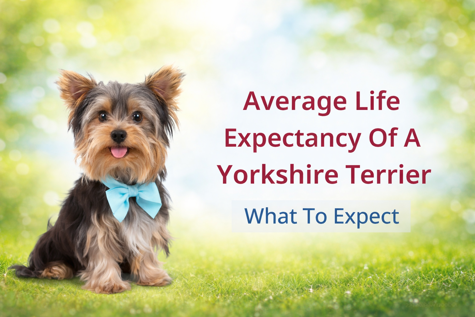 Average Life Expectancy of a Yorkshire Terrier: What to Expect