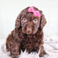 Portidoodle Puppies for Sale
