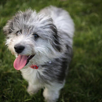 Mini Aussiedoodle Puppies For Sale