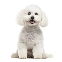 Bichon Frise Puppies For Sale