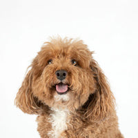 Teacup Bichpoo Puppies For Sale
