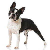 Boston Terrier Puppies For Sale