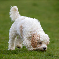 Cavachon Puppies for Sale