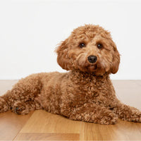 Cavapoo Puppies For Sale