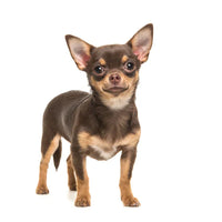 Teacup Chihuahua Puppies For Sale