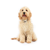 Cockapoo Puppies For Sale