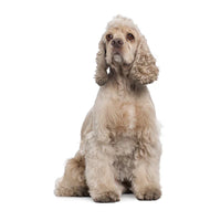 Cocker Spaniel Puppies For Sale