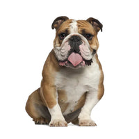 English Bulldog Puppies for Sale