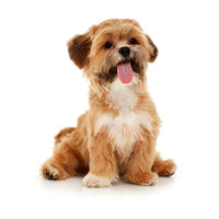 Forever Puppies for Sale