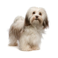 Teacup Havanese Puppies for Sale