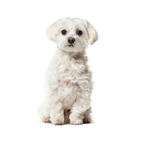 Teacup Maltese Puppies For Sale
