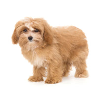 Maltipoo Puppies For Sale