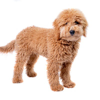 Miniature Goldendoodles Puppies for Sale!