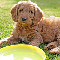Miniature Labradoodle Puppies For Sale