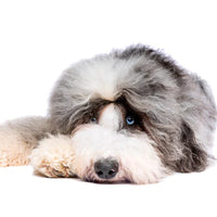 Sheepadoodle Puppies for Sale