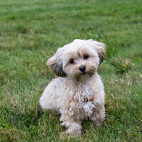 Morkie Puppies for Sale