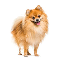 Pomeranian Puppies For Sale