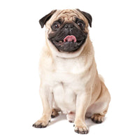 Pug Puppies for Sale