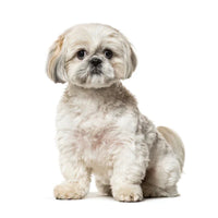 Shih Tzu Puppies for Sale