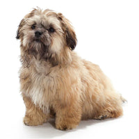 Shihpoo Puppies for Sale