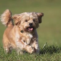 Shorkie Puppies for Sale