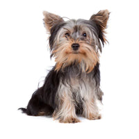 Yorkie Puppies For Sale