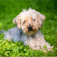 Yorkiepoo Puppies For Sale