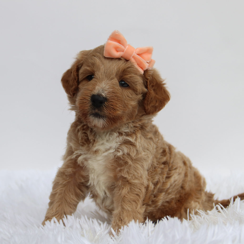 Renata - Available 9/17