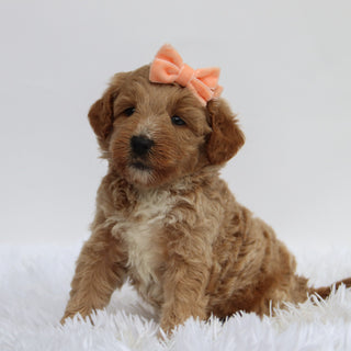Renata - Available 9/17