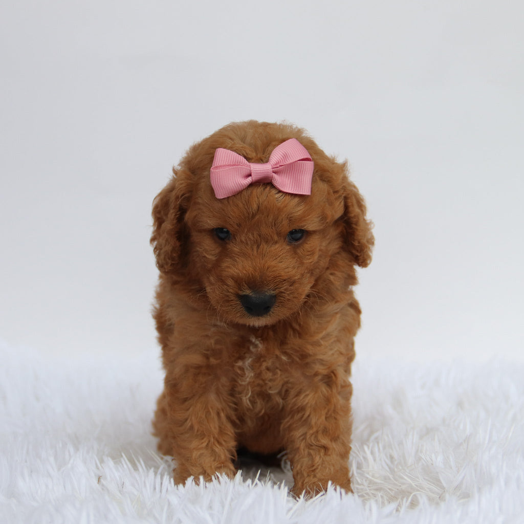 Zora - Available 9/17