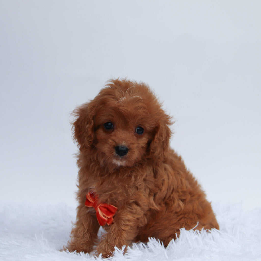 Isaac - Available 8/27