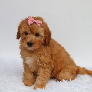Riley - Available Now