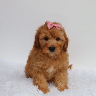 Riley - Available Now