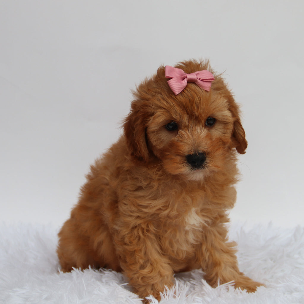 Riley - Available Now