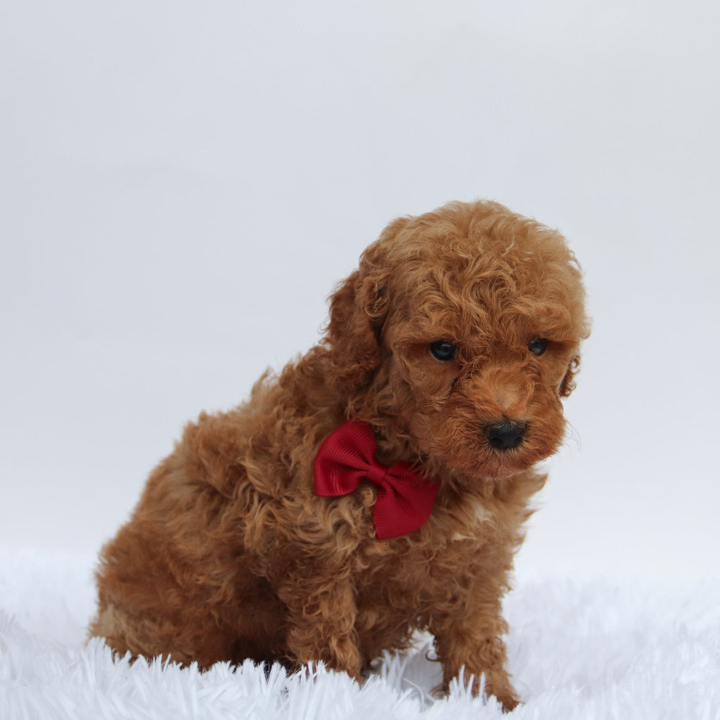 Abu - Available 9/17