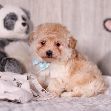 Peanut - Available 3/19