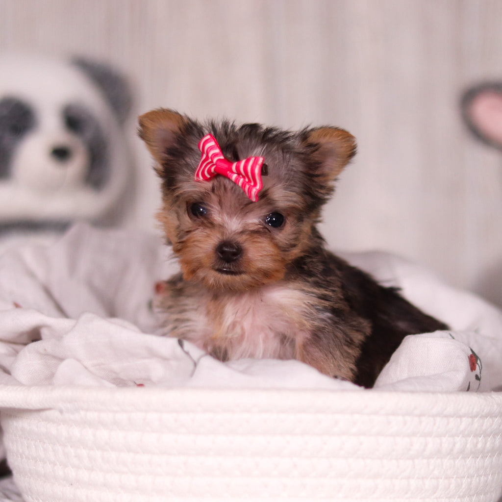 Onyx - Available 4/2