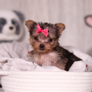 Onyx - Available 4/2