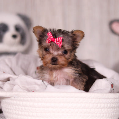 Onyx - Available 3/19