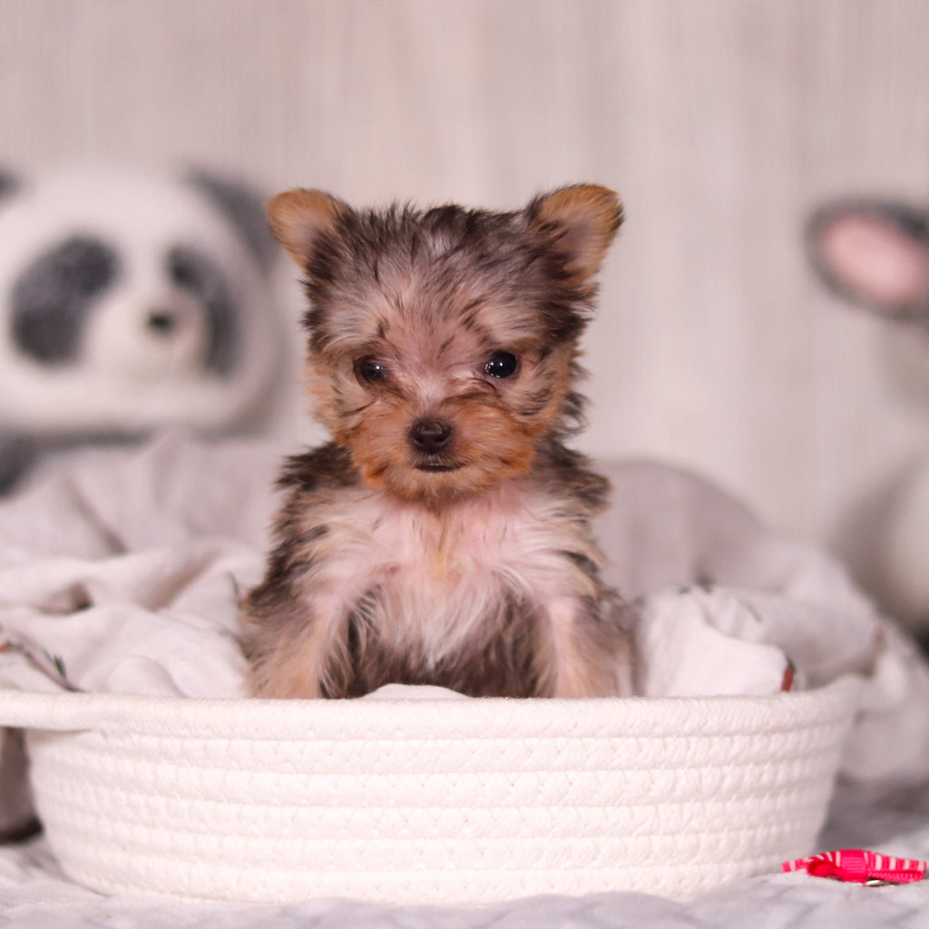 Onyx - Available 4/2