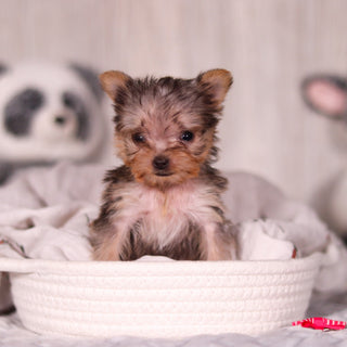 Onyx - Available 4/2