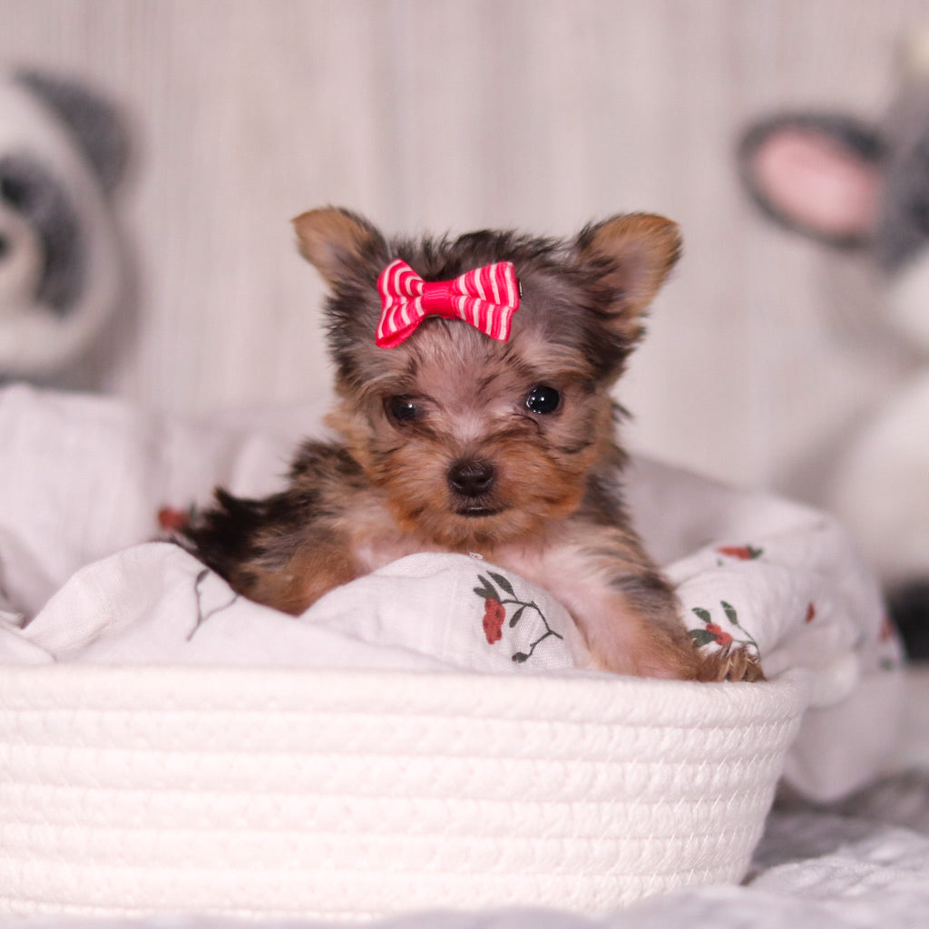 Onyx - Available 4/2