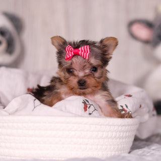 Onyx - Available 4/2