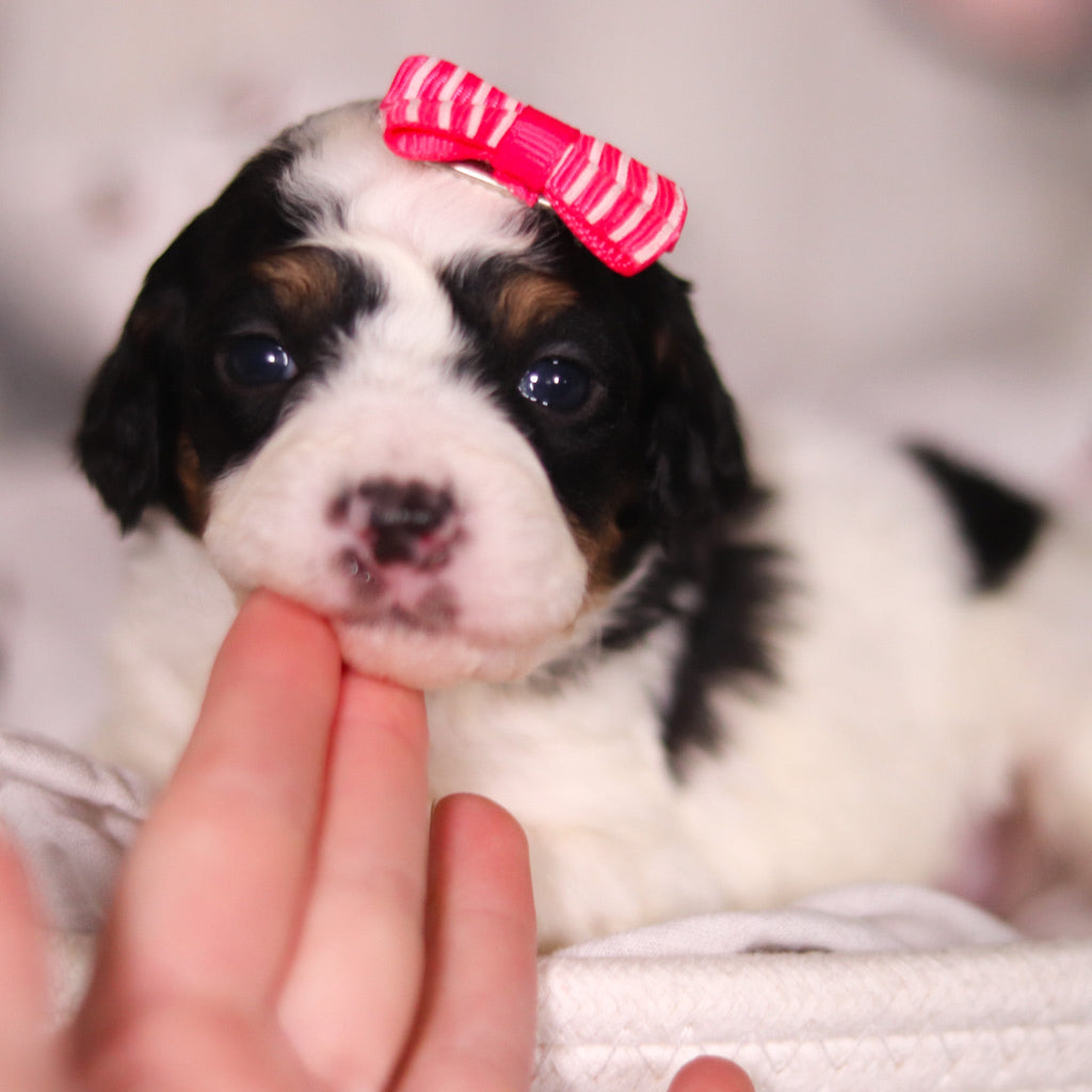 Bonnie - Available Now