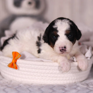 Boogie - Available 4/16