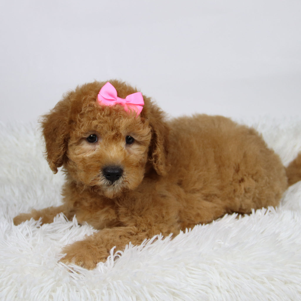 Dasmine - Available Now